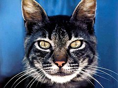 Gatti (203)